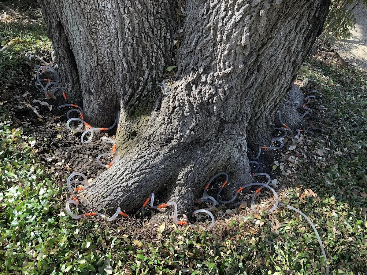 Detailed Tree Cabling and Bracing job site in Emeigh