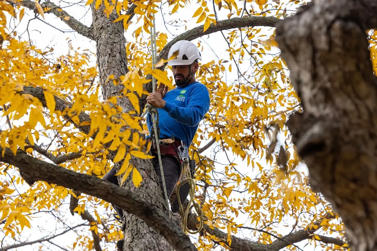 Skilled Storm Damage Cleanup crew working in Emeigh