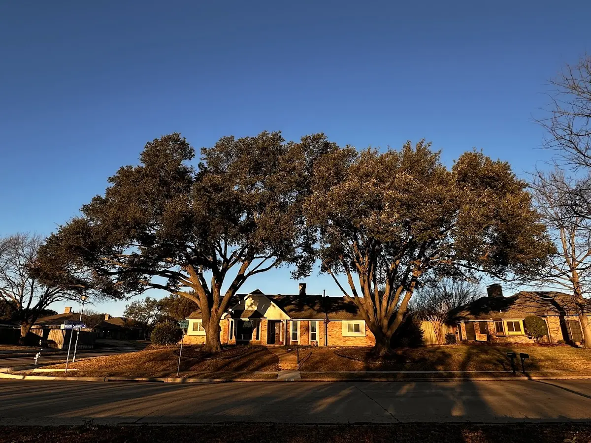 Established residential canopy tree shading a home in Emeigh
